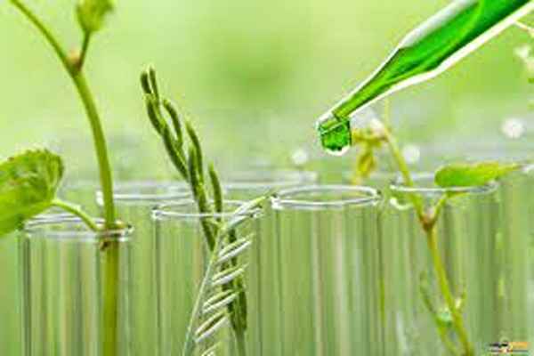تصویر 4 از معرفی جیوه سبز + بهترین قیمت خرید